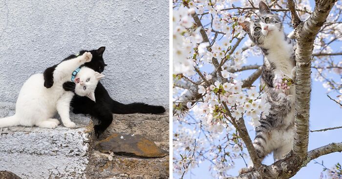 Celebrating The Quirky And Playful Side Of Cats: 62 Of The Best Photos By Masayuki Oki