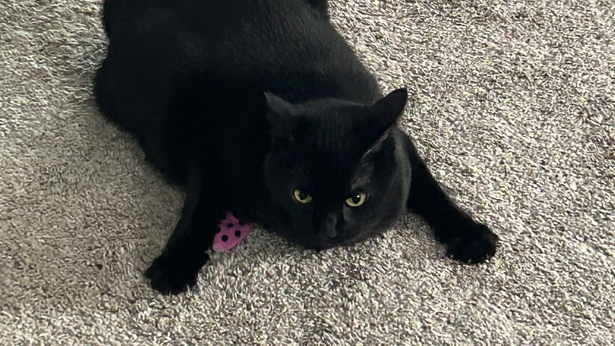 Black kitty lying on carpet with wide eyes, showing adorable and loving feline charm and personality.