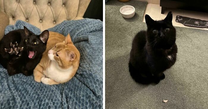 40 Of The Cutest Black Cats From “OneBlackBraincell” Community