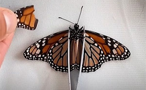 This Couple Saved A Butterfly With A Broken Wing By Performing A Tiny ‘Wing Transplant’
