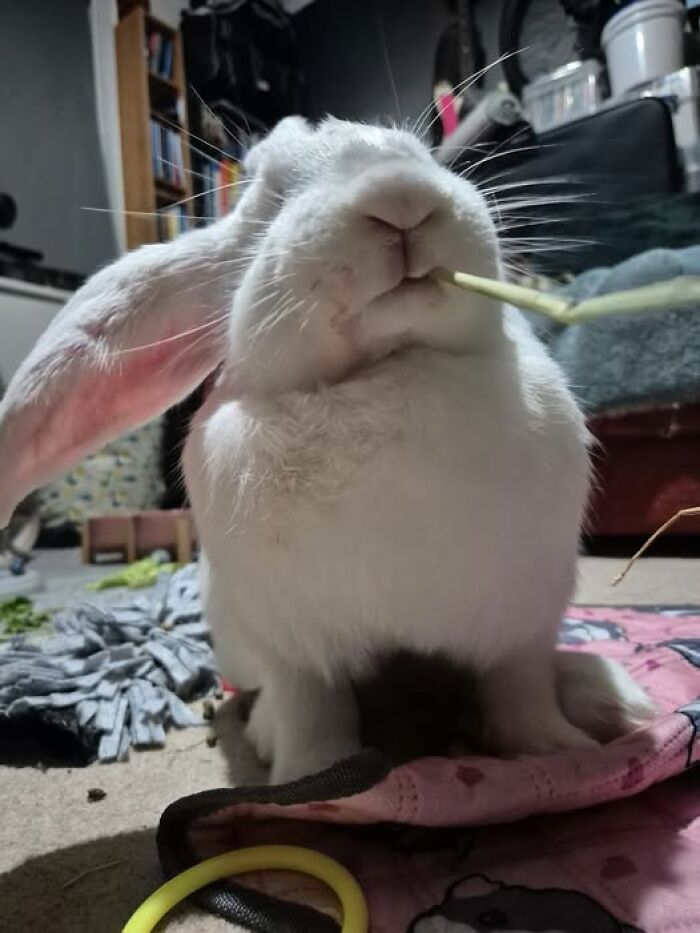 Close-up of a white rabbit chewing on a piece of grass, showcasing the deceptive fluffballs of rabbit owners' hilarious posts.