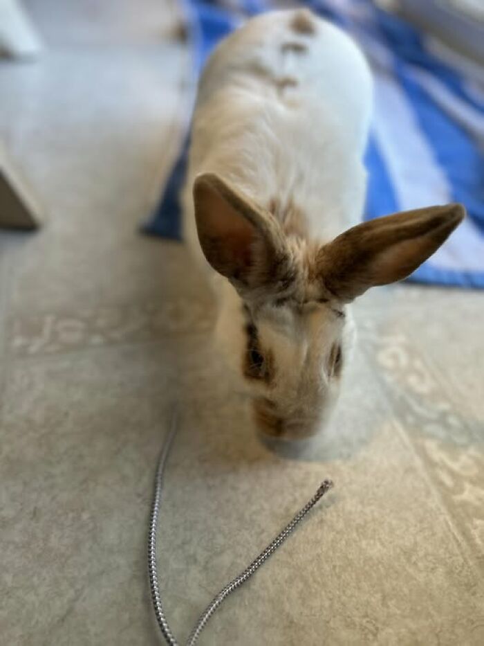 White and brown rabbit sniffing a silver chain on the floor in a humorous post by rabbit owners showing deceptive fluffballs.