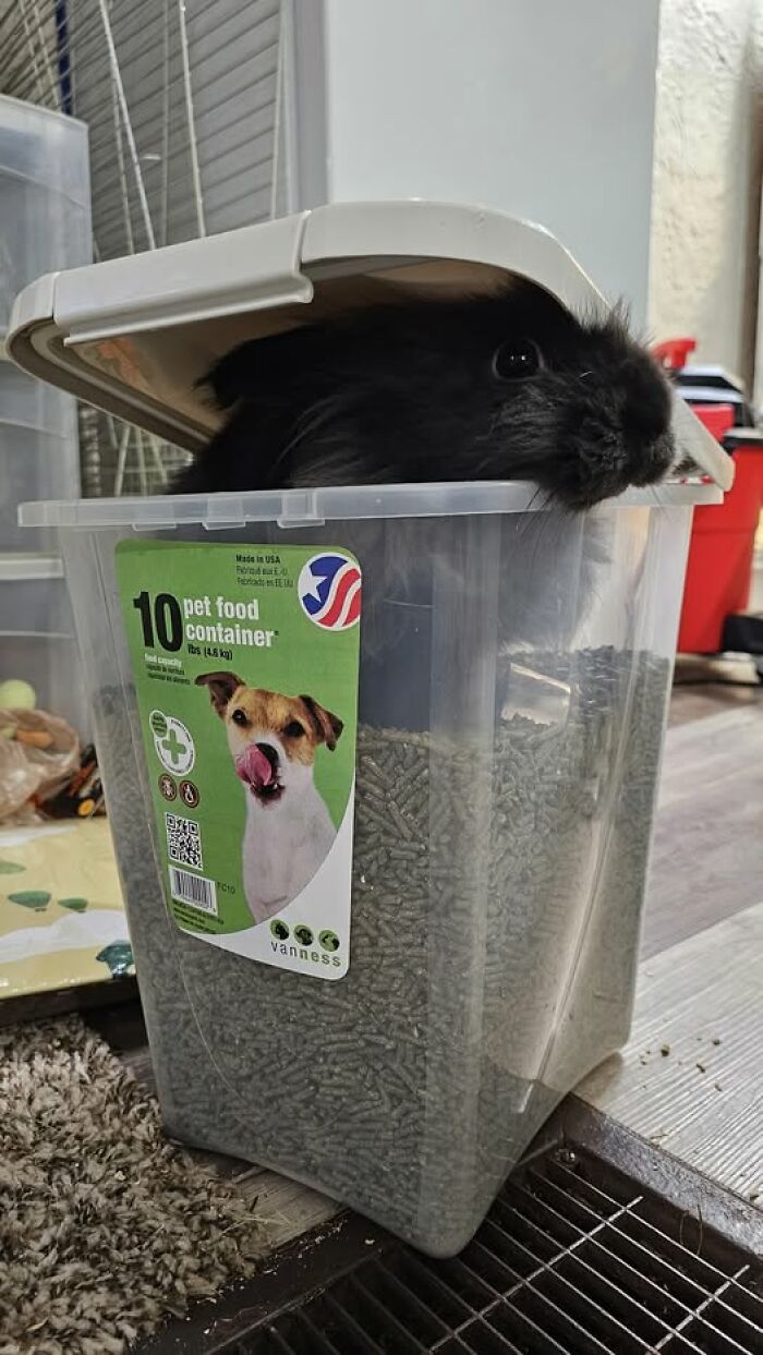 Black rabbit peeking out from a pet food container lid, showcasing funny and deceptive behavior of these fluffballs.