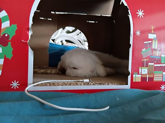 White rabbit resting inside a festive cardboard house, showcasing the deceptive fluffballs behavior of rabbit owners.