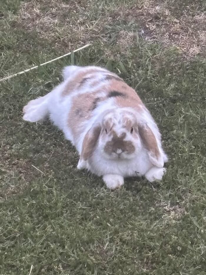 Fluffy rabbit lying on grass displaying typical deceptive fluffball behavior of rabbit owners sharing hilarious moments.