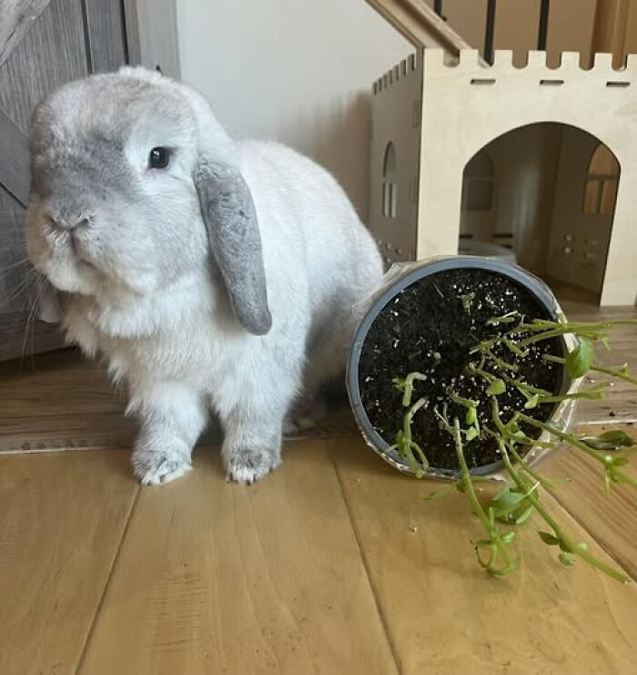 Fluffy rabbit next to a knocked-over plant pot inside, showing playful behavior of deceptive fluffballs.