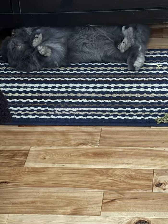 Gray fluffy rabbit lying on its back on a striped rug, showing playful behavior typical of deceptive fluffballs.