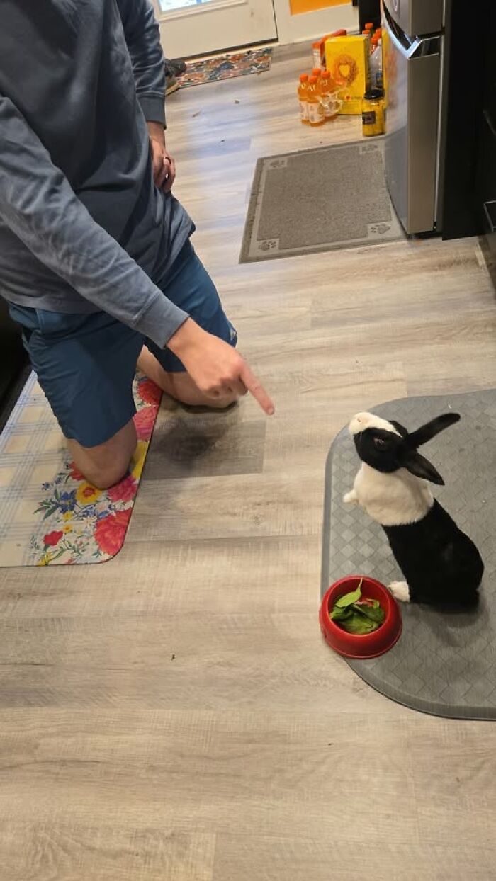 Person kneeling and pointing at a black and white rabbit sitting by a bowl of greens indoors, humorous rabbit owner moment