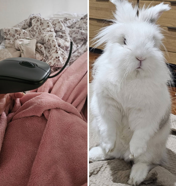 Fluffy white rabbit standing on hind legs indoors beside a computer mouse on a bed with blankets.