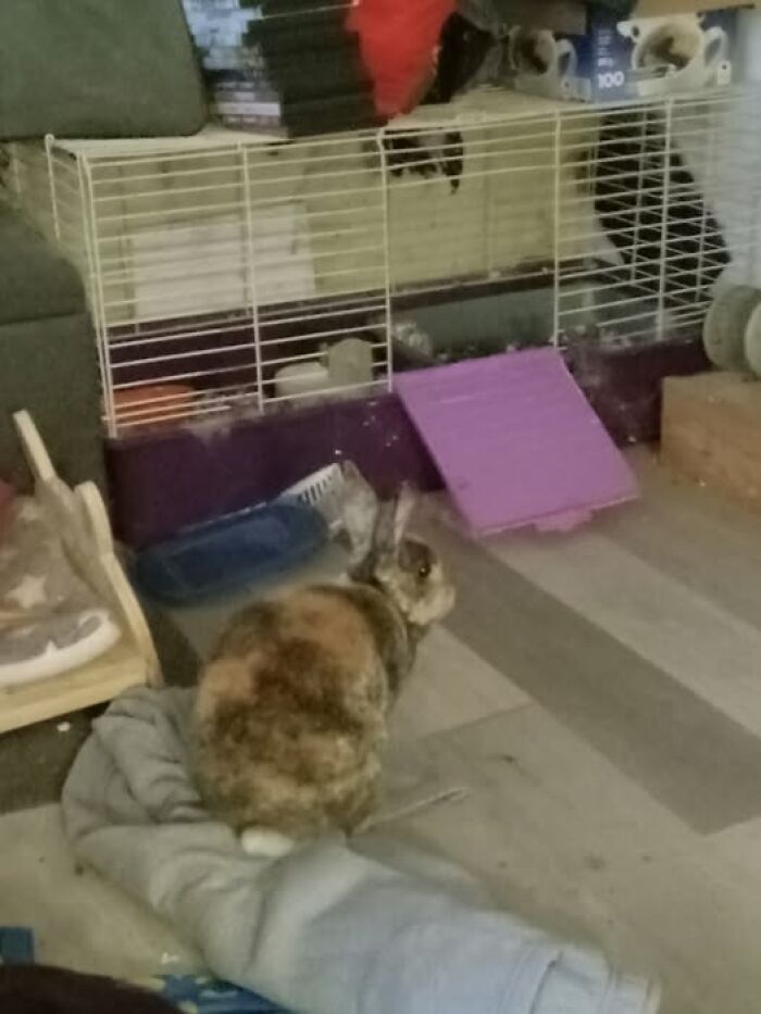 Rabbit sitting on a blanket near a cage indoors, showcasing typical behavior of deceptive fluffy rabbit pets.
