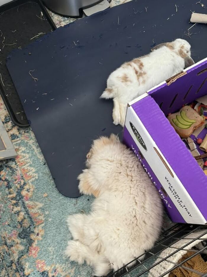 Two fluffy pets, a rabbit and a dog, lying on the floor near a purple box with toys, showing deceptive fluffballs.