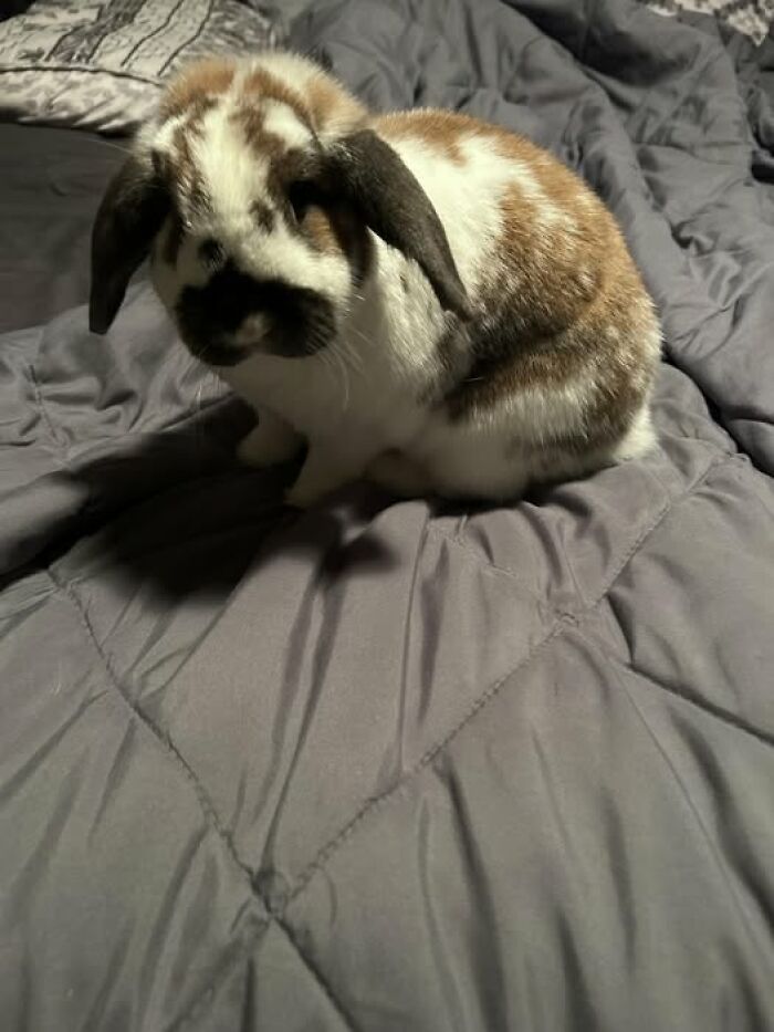 Brown and white rabbit sitting on a gray quilted blanket, showcasing deceptive fluffball behavior of rabbit owners' posts
