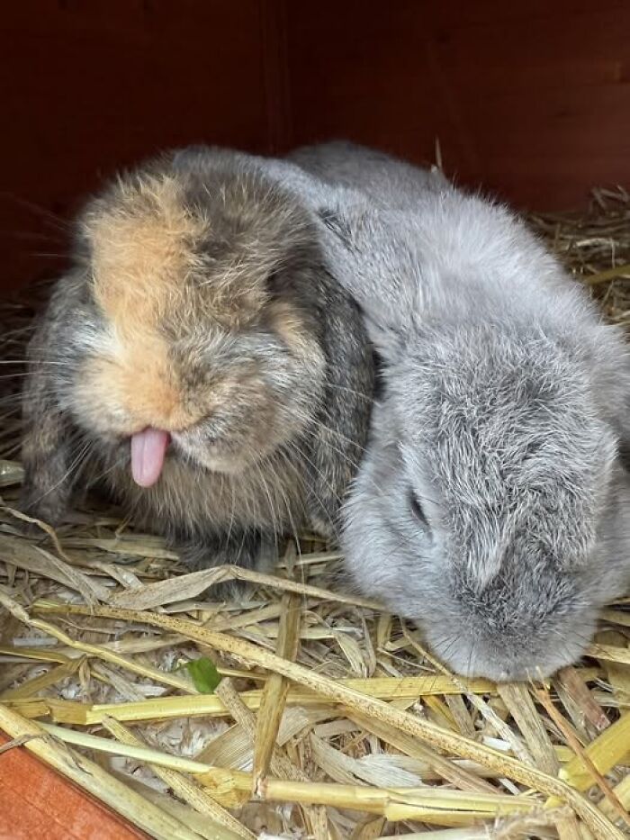 Two fluffy rabbits resting on straw, one with tongue sticking out, showcasing deceptive fluffballs in a cozy setting.