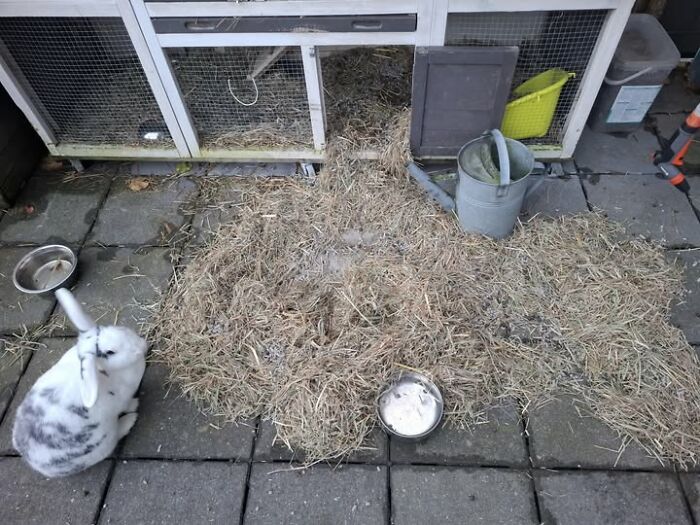 Rabbit sitting next to a messy enclosure with scattered hay, illustrating deceptive fluffball behavior of rabbit owners' posts.