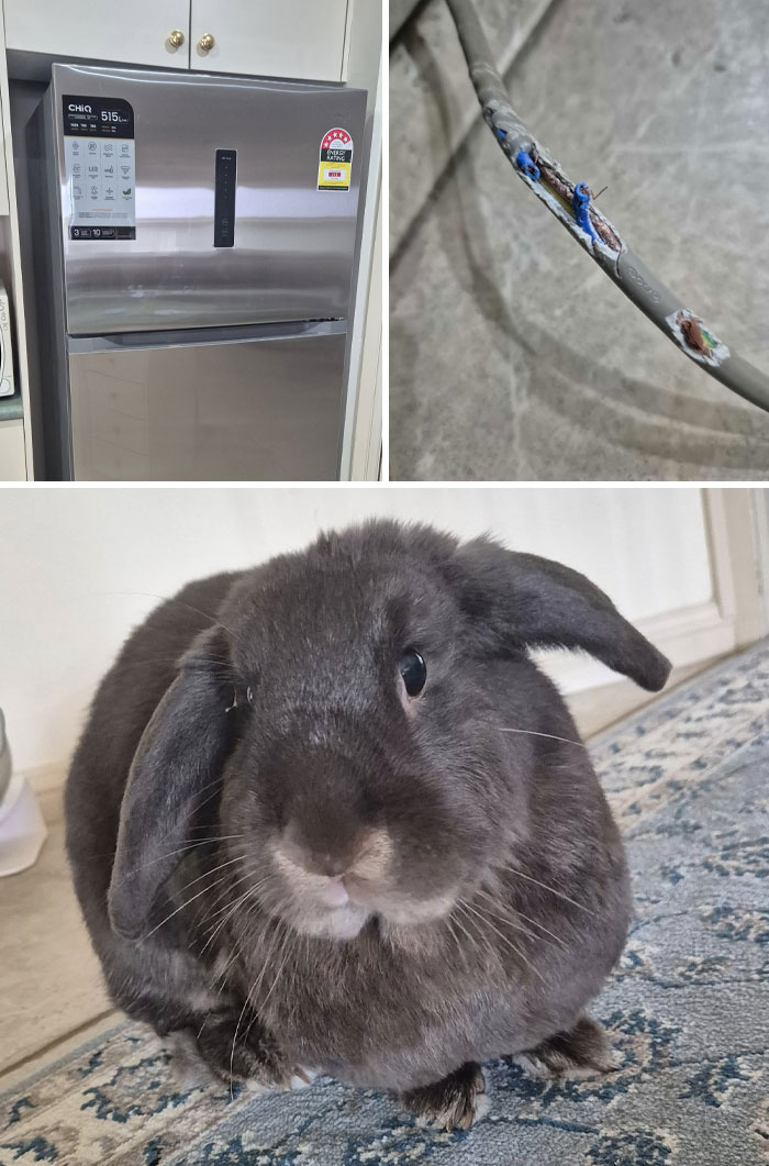 Gray rabbit sitting on a carpet near a damaged electrical wire and a kitchen refrigerator, showcasing deceptive fluffball behavior.