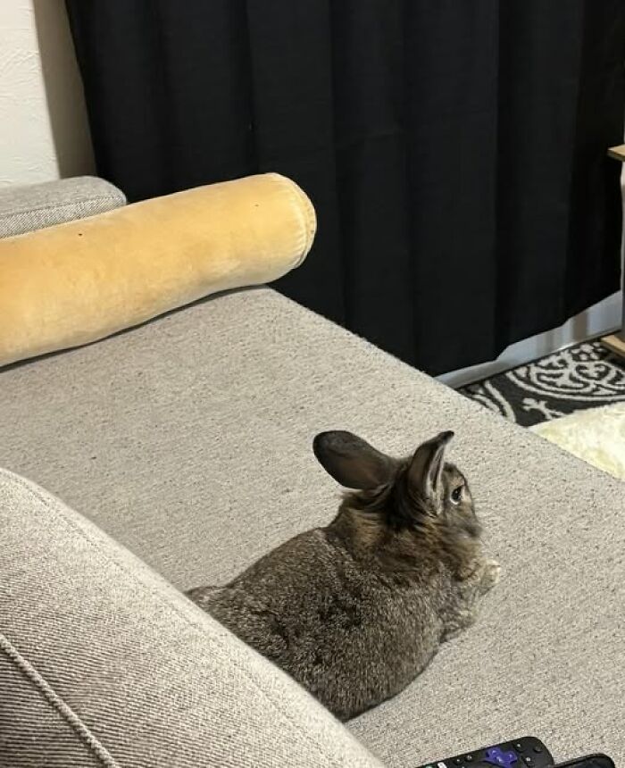 Brown rabbit resting on a gray couch with black curtains and a yellow pillow in the background, showcasing deceptive fluffballs.