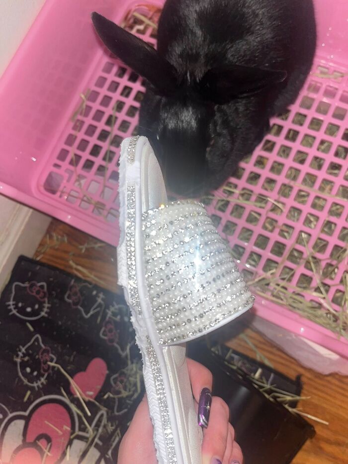 Black rabbit sniffing a sparkling decorated slipper near a pink pet tray, showcasing deceptive fluffy rabbit behavior.