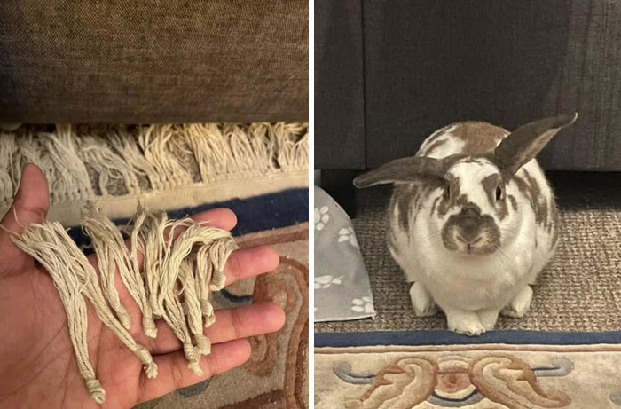 Hand holding chewed rug threads next to a rabbit sitting on carpet showing destructive behavior of deceptive fluffballs.