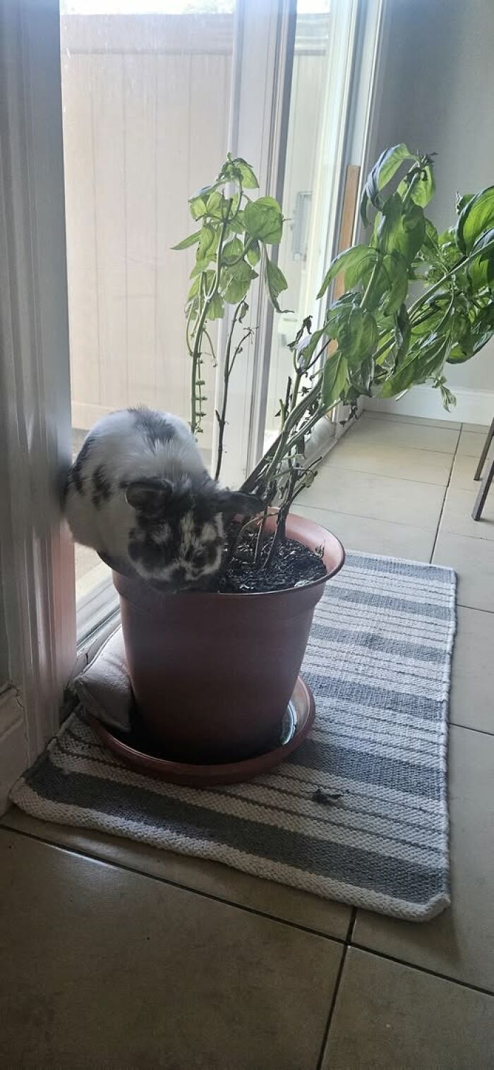 Rabbit sniffing soil in a potted plant indoors by a glass door, showcasing deceptive fluffball behavior by rabbit owners.