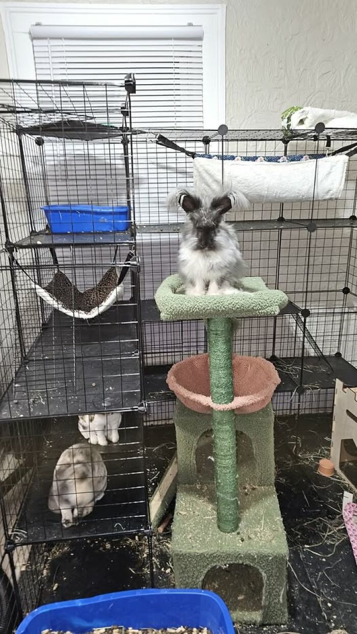 Fluffy rabbits in a cage playground with cat tree and hanging hammock, showcasing funny rabbit owner moments and behavior.