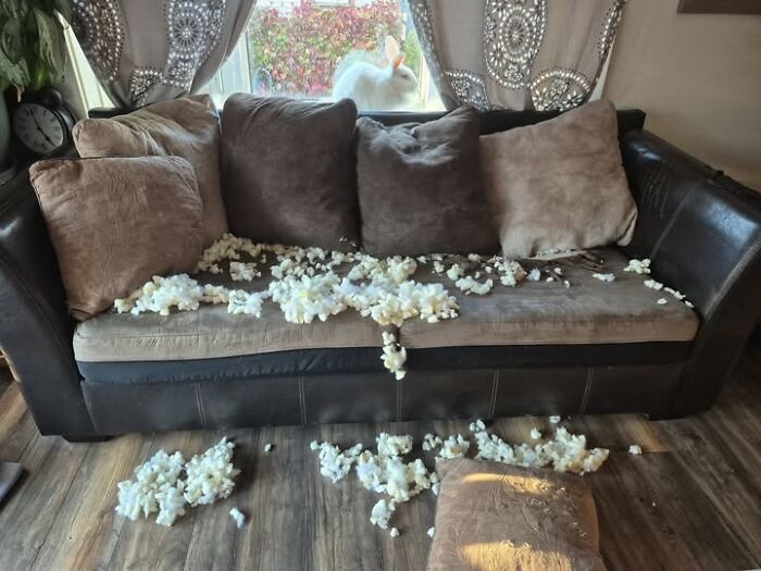Rabbit owner’s couch covered in scattered stuffing with a white rabbit visible outside by the window.