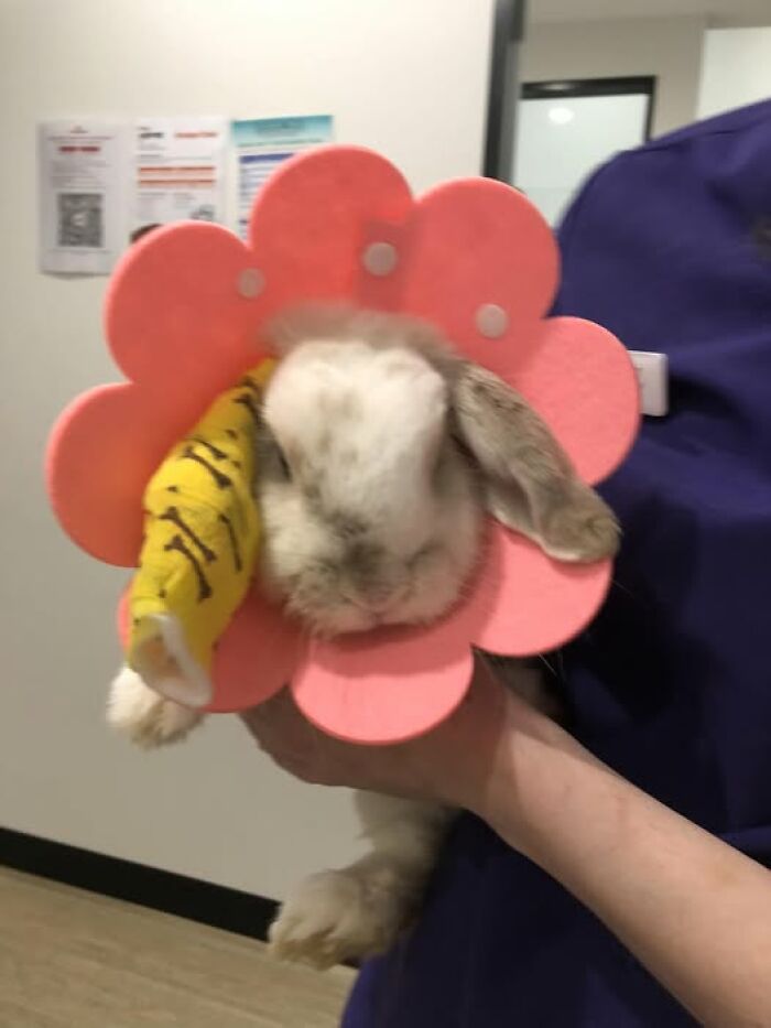 Fluffy rabbit wearing a pink flower collar and a yellow bandage held by a person in a veterinary setting.