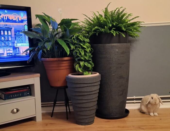 A fluffy rabbit next to large potted plants in a living room, showcasing deceptive fluffballs from rabbit owners.
