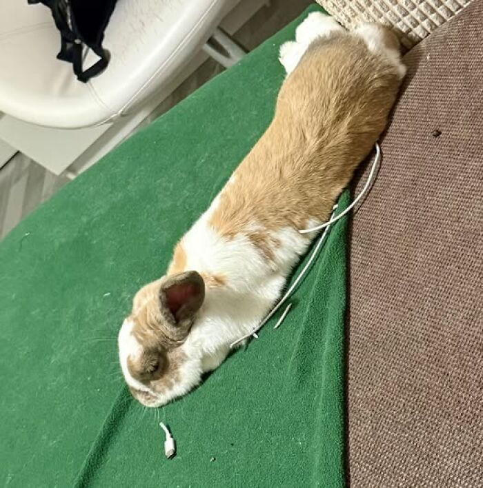 Brown and white rabbit lying stretched out on the floor near a cable, showcasing deceptive fluffball behavior by rabbit owners.