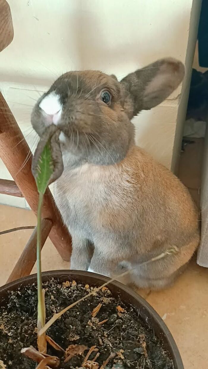 Brown rabbit chewing a leaf from a potted plant, showcasing deceptive fluffballs behavior by rabbit owners.