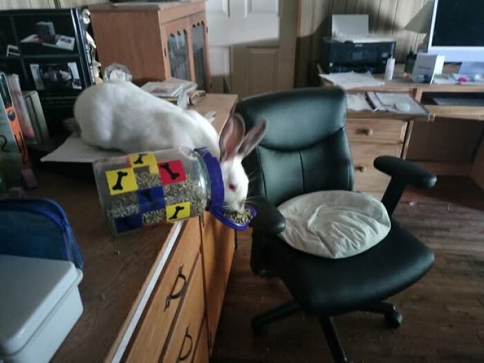 White rabbit balancing on a countertop eating from a tilted container in a home office, showcasing deceptive fluffball behavior.