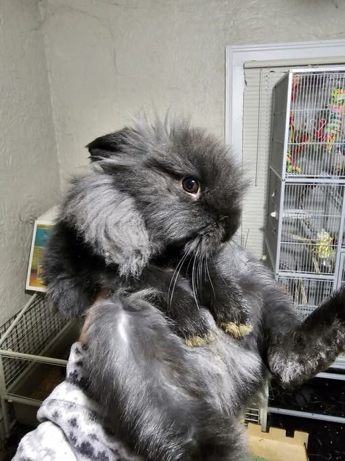 Fluffy gray rabbit with long fur being held indoors, showcasing the deceptive fluffball nature of funny rabbit owners' posts.