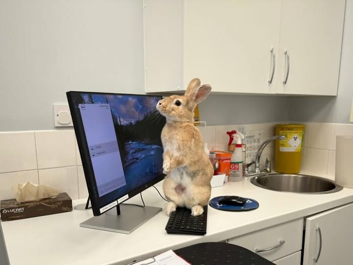 Rabbit standing on keyboard beside computer monitor in a kitchen setting, showcasing deceptive fluffball behavior of rabbit owners.