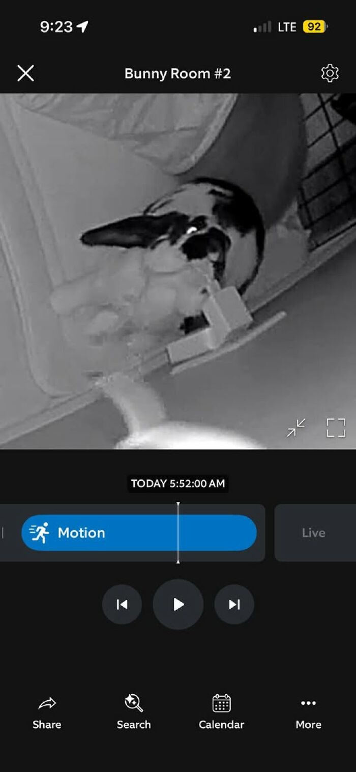 Black and white night vision image of a rabbit in a cage captured by a motion-activated camera monitoring deceptive fluffballs.