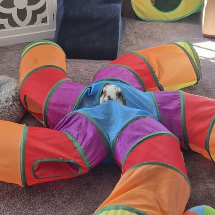 Rabbit peeking out from colorful play tunnels, showcasing the playful and deceptive nature of these fluffy pets indoors.