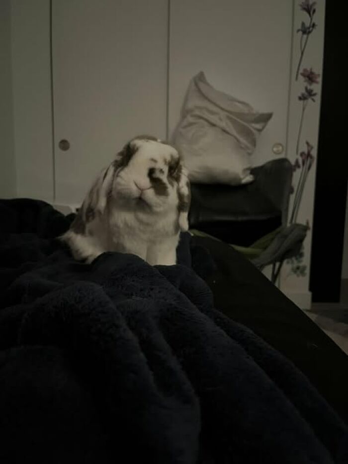 Floppy-eared rabbit sitting on a dark blanket in a cozy indoor setting, showcasing deceptive fluffball cuteness.