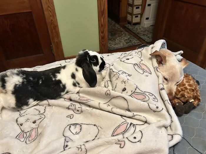 Black and white rabbit lying on a bunny-patterned blanket next to a small dog also covered, showing deceptive fluffballs humor.
