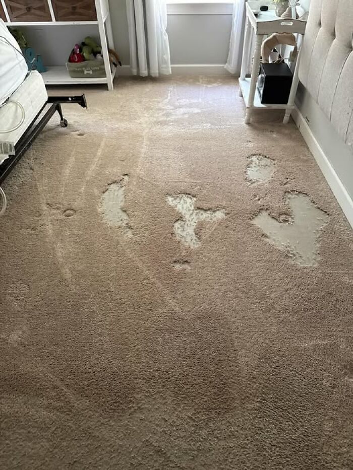 Carpet damage in a bedroom caused by a rabbit digging, showing the deceptive fluffballs' behavior indoors.