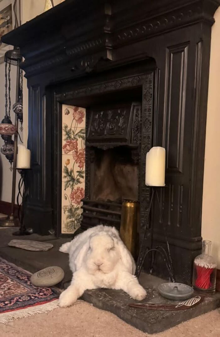 White fluffy rabbit resting on a hearth in front of an ornate black fireplace, showcasing deceptive fluffball cuteness.