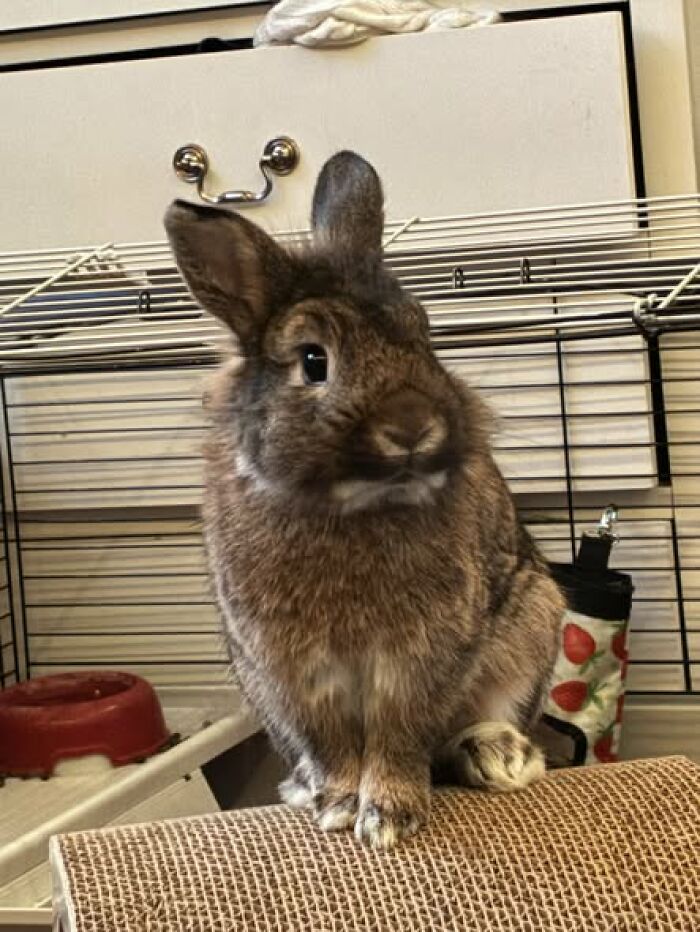 Close-up of a fluffy rabbit inside its cage, showcasing the deceptive charm of these funny rabbit pets.