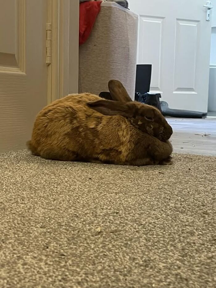 Brown rabbit lying on carpet inside a home, showcasing deceptive fluffball behavior typical of rabbit owners' hilarious posts