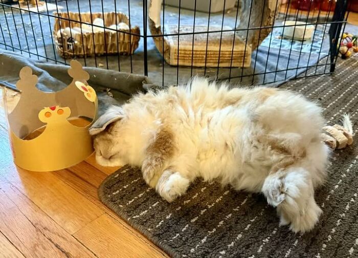 Fluffy rabbit lying on a rug next to a paper crown inside a home, showcasing deceptive fluffball behavior by rabbit owners.