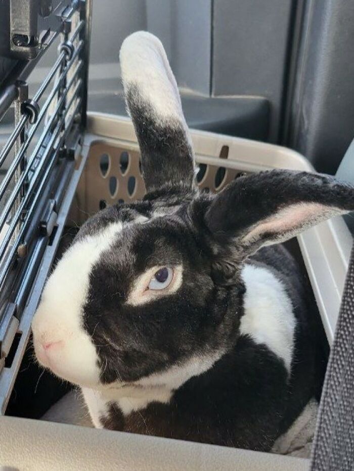 Black and white rabbit with blue eyes sitting inside a pet carrier, showcasing deceptive fluffball behavior by rabbit owners.