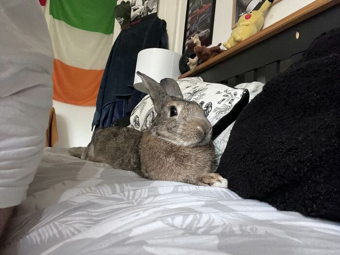 Rabbit lying relaxed on a bed surrounded by pillows in a cozy home setting, showcasing deceptive fluffball charm.