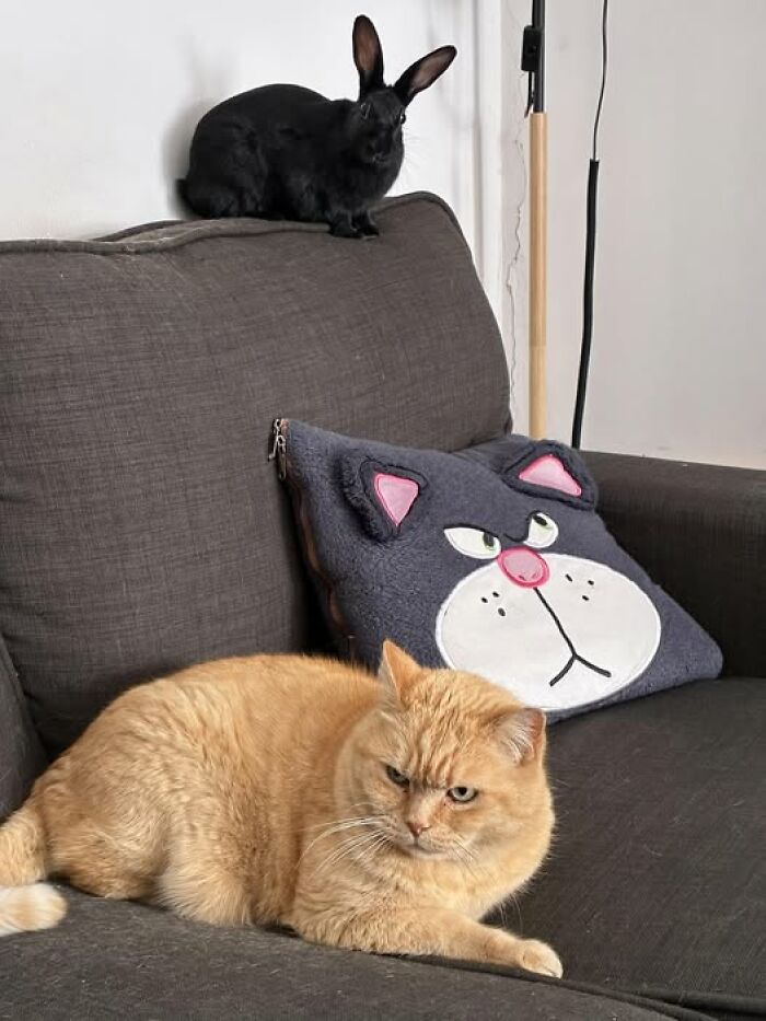Black rabbit perched on couch backrest and an orange cat lying on seat with a cat face pillow nearby showing deceptive fluffballs.