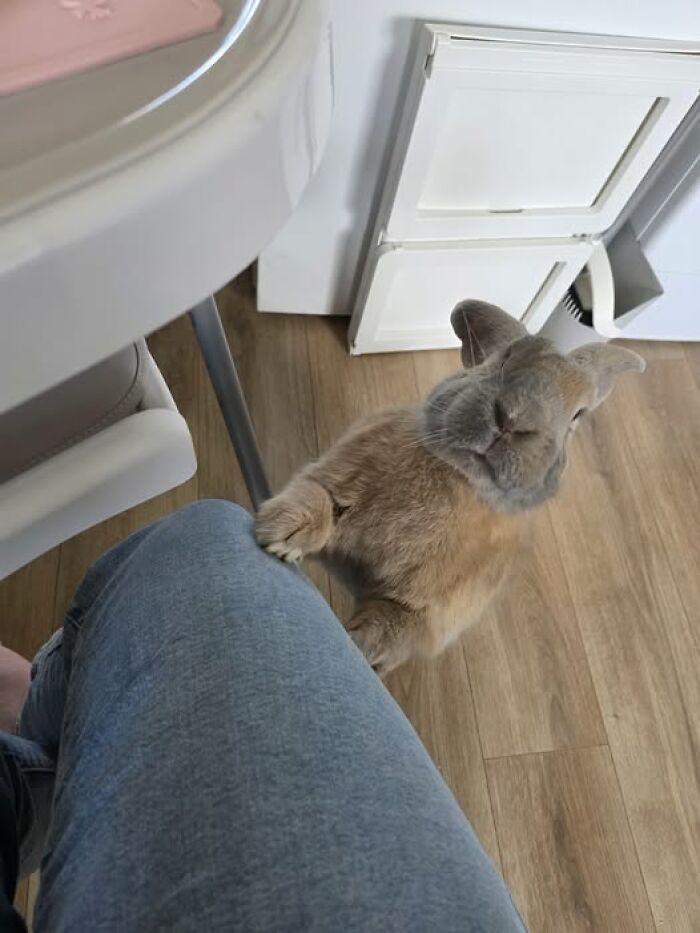 Rabbit owner photo showing a curious rabbit standing on hind legs, paw on owner’s knee on a wooden floor indoors.