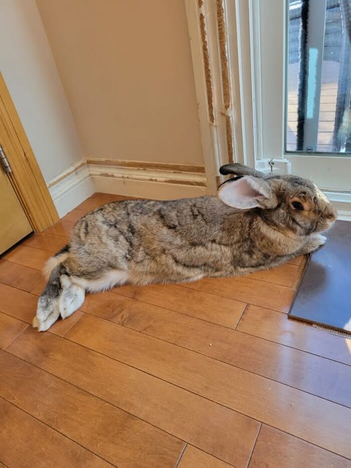 Brown and gray rabbit stretched out on a wooden floor near a door, showcasing deceptive fluffy bunny behavior.