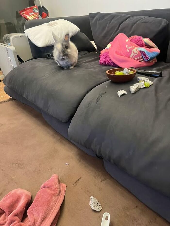 Fluffy rabbit sitting on a couch next to scattered food and a pink blanket in a living room scene.