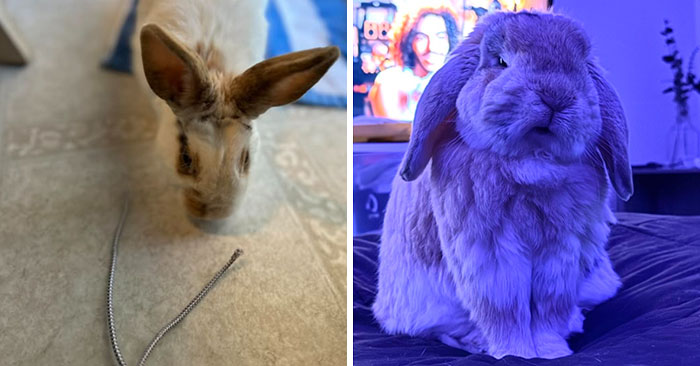 50 Times Bunnies Acted Like Such Jerks, Their Owners Had To Expose Them Online (New Pics)