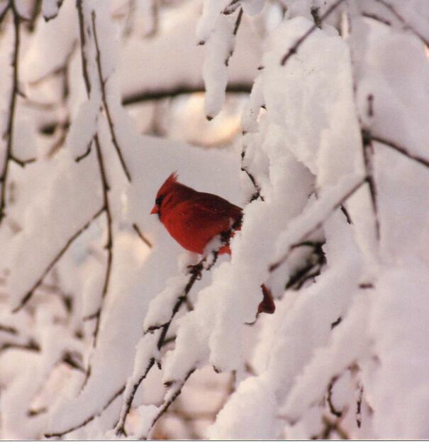 cardinal-in-snowy-tree-691a0acacb2de.jpg