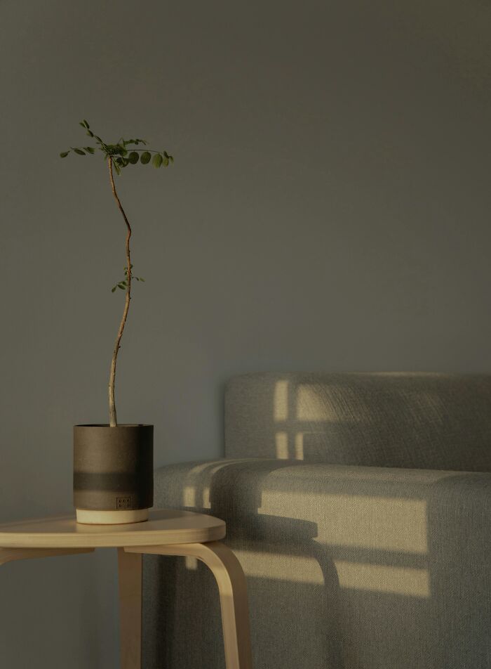 Minimalist potted plant on wooden table beside gray couch, illustrating weird decor in a home setting. Minimalist potted plant on wooden table beside gray couch, illustrating weird decor in a home setting.